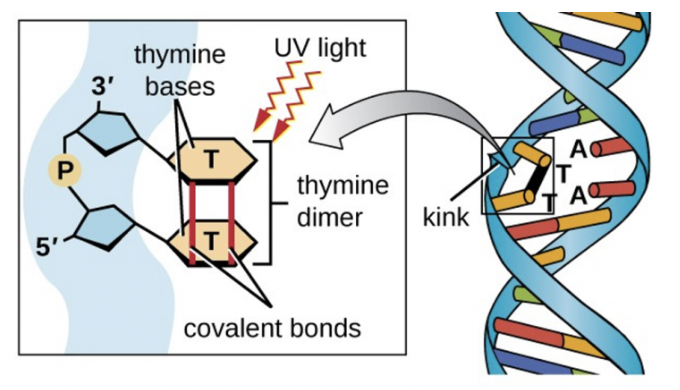 紫外线UV导致单条DNA链内相邻的胸腺嘧啶残基发生交联