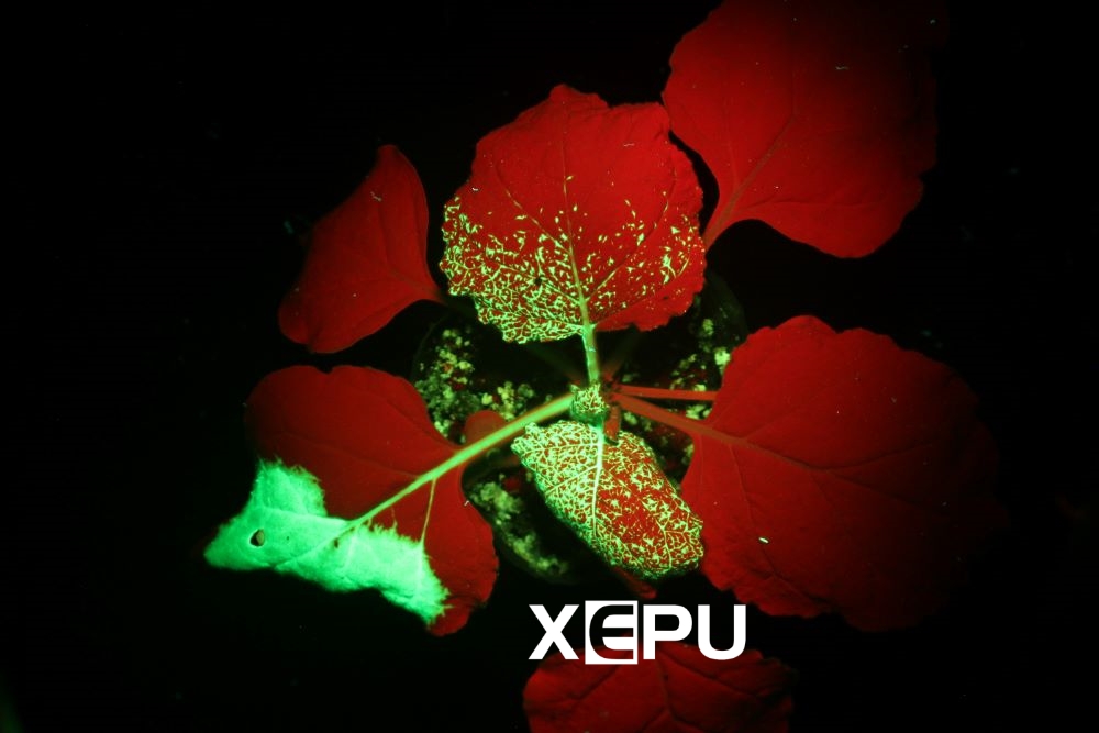 GFPfinder系列荧光蛋白激发灯蓝光照射含有GFP的烟草叶片