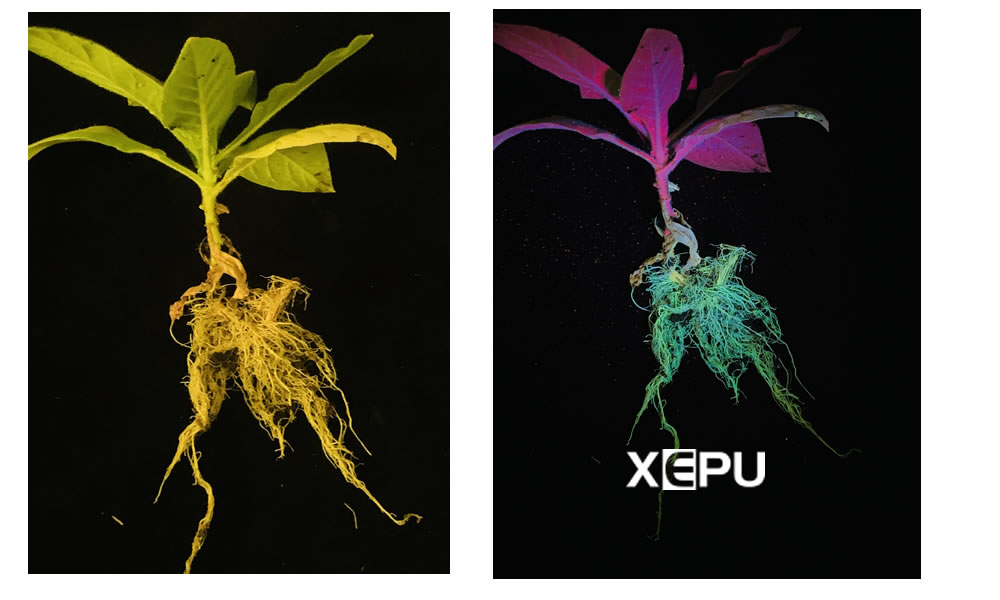 绿色荧光蛋白在植物根系上发出荧光