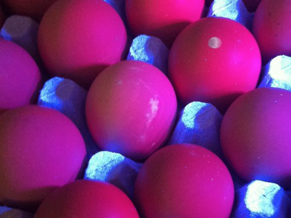便携式紫外灯用于鸡蛋检测