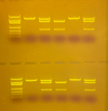 SYBR Safe DNA凝胶染料染色的DNA条带