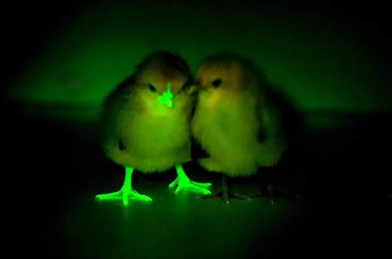 绿色荧光蛋白在小鸡上的表达