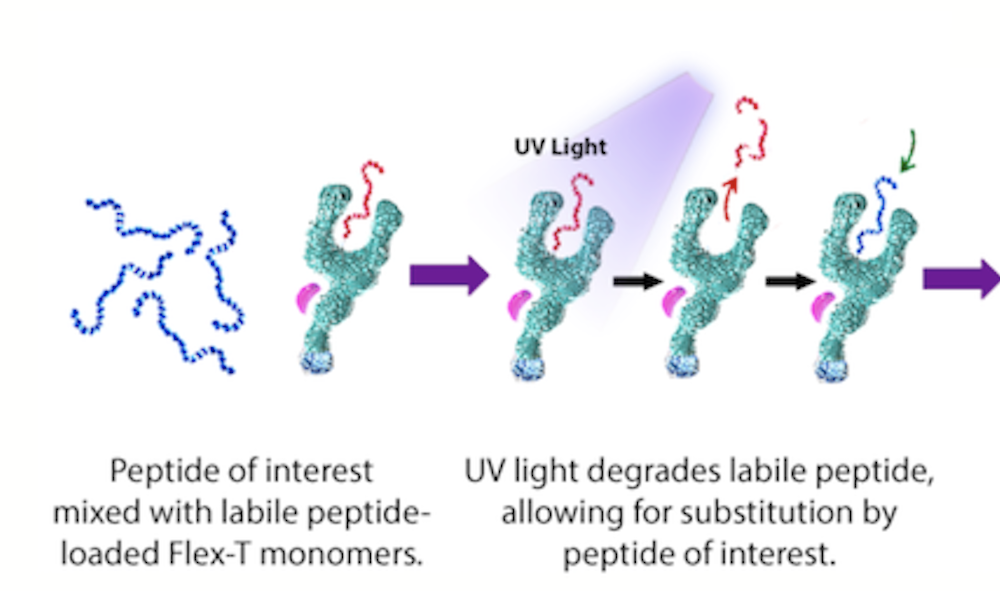 紫外灯用于Flex-T™单体和紫外线诱导的肽交换