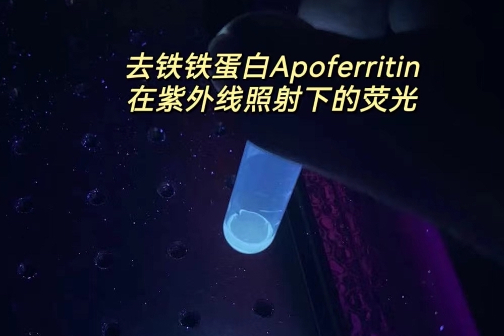 去铁铁蛋白Apoferritin在三波长紫外灯照射下的荧光