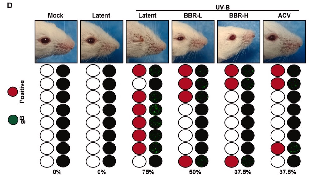 紫外线HSK小鼠模型实验结果 紫外线HSK小鼠模型实验结果