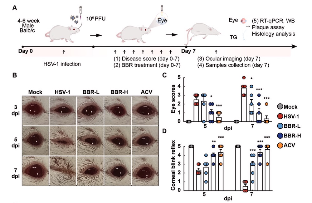 建立紫外线诱导的HSK小鼠模型 建立紫外线诱导的HSK小鼠模型